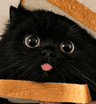 catwich