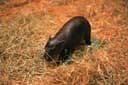 Haggis