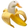 ducknana