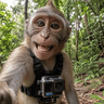 GPMONKEY