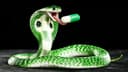 snake