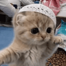 Mus Cat