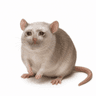CachRat