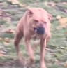 Doggothy