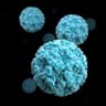 Norovirus