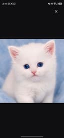 KITTY