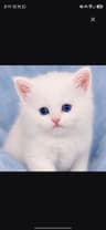 KITTY