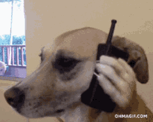 dogonfone