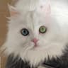 2CAT