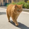 GATO