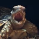 singturt