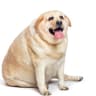 FAT