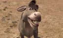 DONKEY