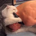 Ufccat
