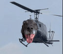 HELI DOG