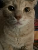 ZIG