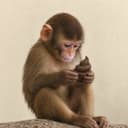 APEPOOP
