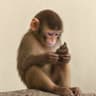 APEPOOP