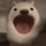 popdog