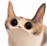 Meep