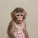 APEWIF