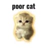 POORCAT