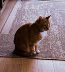 HOBBES
