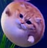 CATFISH