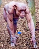CHIMP