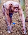 CHIMP