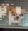 Pixel