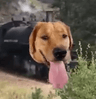 TrainDogDail