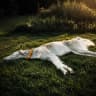 Borzoi