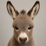 Donkey
