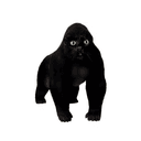 apecat