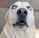 RUFUS