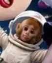 moonkey