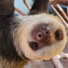 SOLANASLOTH
