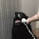 YESDOG