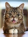 BUB