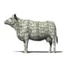 CASHCOW
