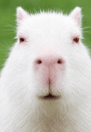 Albino