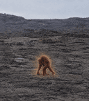 Orangutans