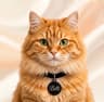 Billi
