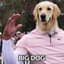 daddybigdawg