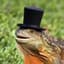 tophatiguana