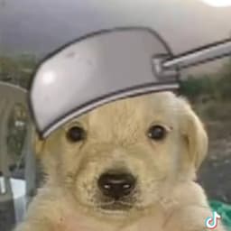 cocorangox