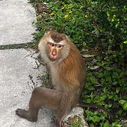 cartiersantos