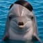 ADolphin