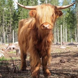 EMOCOW